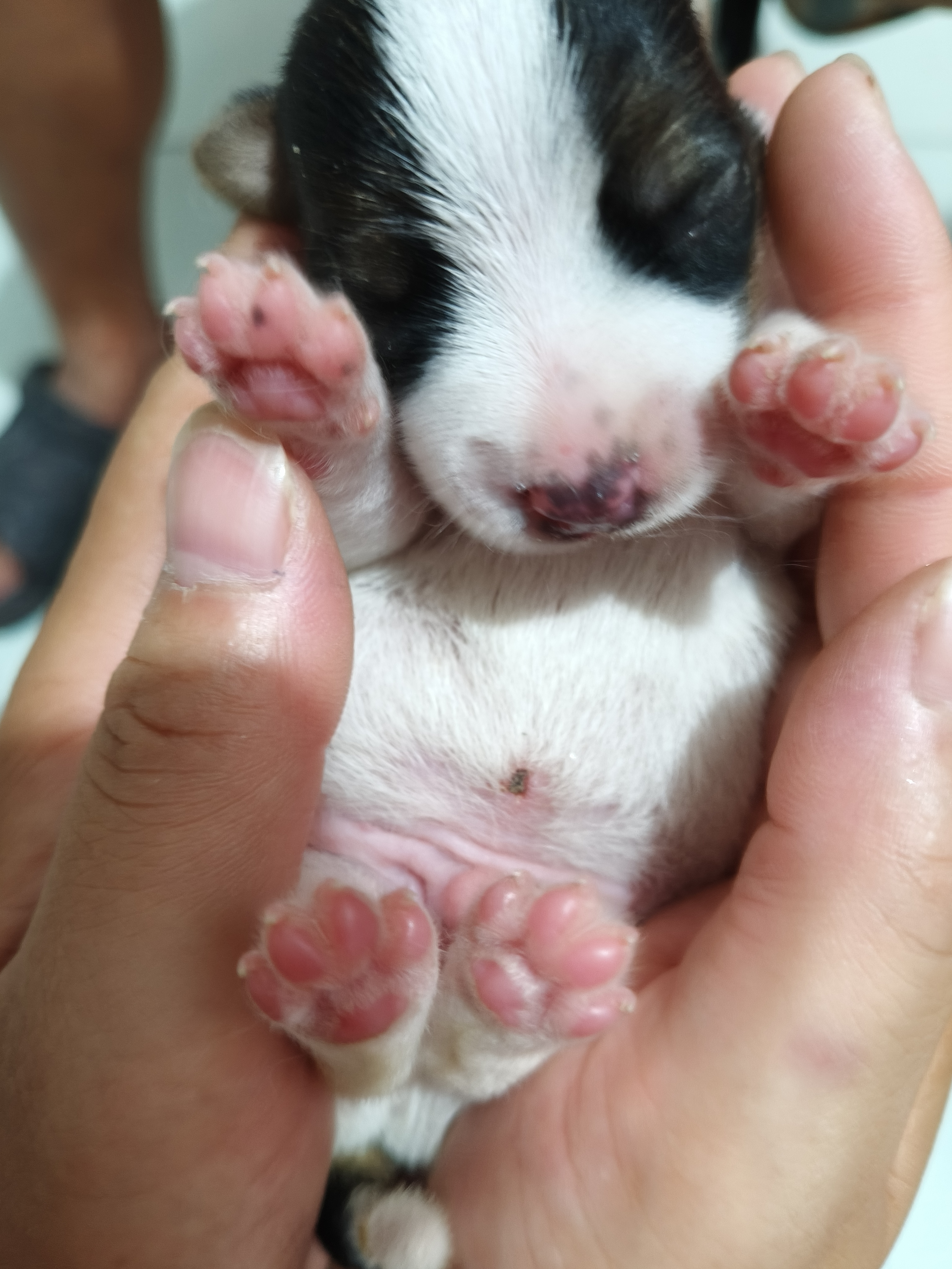 杰克罗素梗幼犬预定，三母一公，健康可爱喜欢的看过来！